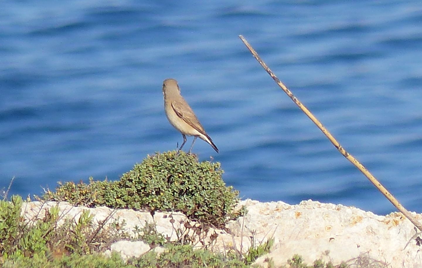 Oenanthe isabellina (Temminck, 1829)